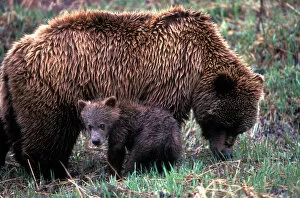 Images Dated 16th October 2006: USA, Alaska, Denali National Park, Grizzly Bear sow and cub (Ursus arctos) in rain