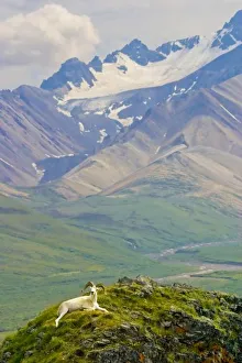 Images Dated 2003 July: USA, Alaska, Denali National Park, Polychrome Pass. Dall sheep ram reclining against