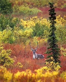 USA, Alaska, Denali National Park. Caribou and autumn tundra in Denali National Park