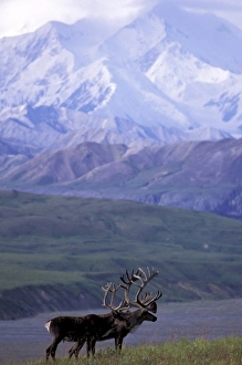 USA, Alaska, Denali National Park. Bull caribou and Mt. McKinley