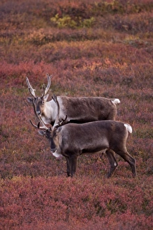 Images Dated 8th September 2007: USA, Alaska, Denali National Park, Caribou (Rangifer tarandus) resting at dusk