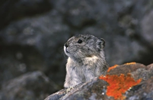 Images Dated 13th August 2012: USA, Alaska, Denali National Park. Collared or northern pika (Ochotona collaris)