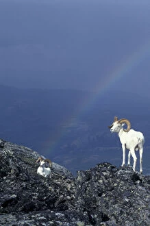 USA, Alaska, Denali National Park Two Dahl rams on rocky ridge, rainbow in distance