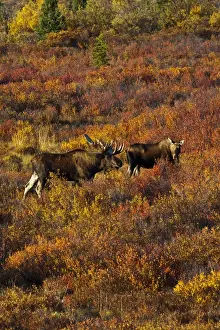 USA; Alaska; Denali National Park; Moose in Autumn Colored Tundra