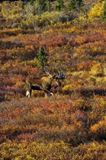 Images Dated 6th September 2010: USA; Alaska; Denali National Park; Moose in Autumn Colored Tundra