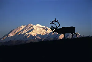 Images Dated 13th February 2013: USA, Alaska, Denali National Park And Preserve, Caribou in front of Mt. McKinley