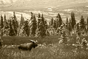Images Dated 13th February 2013: USA, Alaska, Denali National Park And Preserve, , Bull moose standing in field
