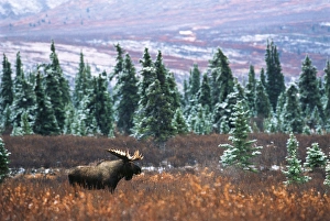 USA, Alaska, Denali National Park And Preserve, , Bull moose standing in field