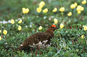 Images Dated 13th February 2013: USA, Alaska, Denali National Park And Preserve, Male willow ptarmigan in poppy field