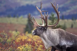 USA, Alaska, Denali NP, Caribou in fall tundra