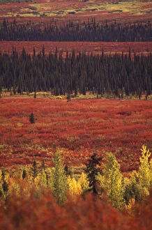 USA, Alaska, Denali NP Peak fall color; white spruce, aspen, bearberry bushes