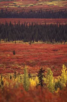 Spruce Prints: USA, Alaska, Denali NP Peak fall color; white spruce, aspen, bearberry bushes