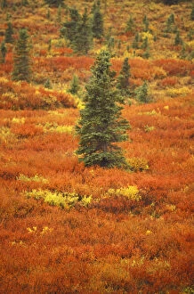 USA, Alaska, Denali NP Peak fall colors; black spruce, bearberry and blueberry bushes
