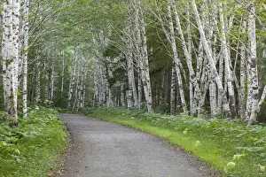 Alder Prints: USA, Alaska, Douglas Island. Road through stand of alder trees