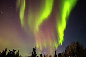 Star Prints: USA, Alaska, Fairbanks. Aurora borealis and tree silhouettes