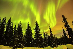 Northern Lights Prints: USA, Alaska, Fairbanks. Aurora borealis and tree silhouettes