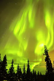 Northern Lights Prints: USA, Alaska, Fairbanks. Aurora borealis and tree silhouettes