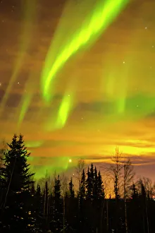 Northern Lights Prints: USA, Alaska, Fairbanks. Aurora borealis and tree silhouettes at sunset