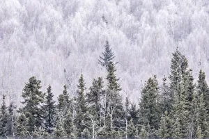 Fairbanks Prints: USA, Alaska, Fairbanks. Frosty forest landscape. Credit as