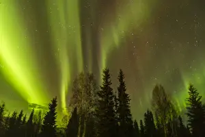 Images Dated 10th March 2016: USA, Alaska, Fairbanks. Northern lights patterns and colors