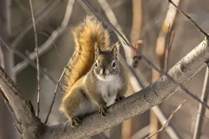 USA, Alaska, Fairbanks. Red squirrel in tree. Credit as