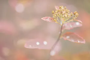 Tundra Prints: USA, Alaska. Fall abstract of tundra plant