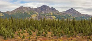 USA, North America, Alaska Gallery: USA, Alaska. Fall colors near Denali National Park