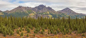USA, North America, Alaska Prints: USA, Alaska. Fall colors near Denali National Park