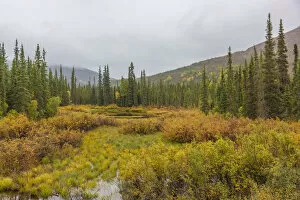 USA, North America, Alaska Gallery: USA, Alaska. Fall colors in the tundra on the Dalton Highway to Prudhoe Bay on the North