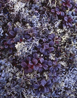 Images Dated 29th December 2011: USA, Alaska, Fall Colors, Tundra Plants, Denali National Park
