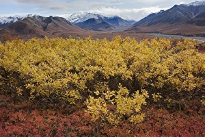 Grasses Prints: USA Alaska Fall Foliage