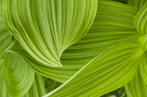 Hellebore Prints: Usa, Alaska. False hellebore, also known as corn lily