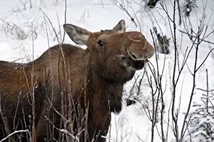 USA, Alaska. Female moose browsing on a branch