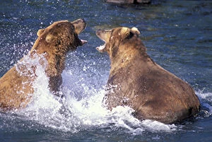 USA, Alaska Fighting male brown Brown bears at Brooks River