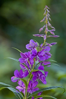 Images Dated 12th August 2007: USA. Alaska. Fireweed at Silver Salmon Creek in Lake Clark NP