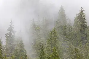 Spruce Prints: USA, Alaska. Fog in spruce and hemlock forest near Martin Creek