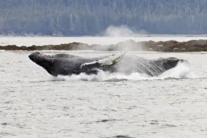 Images Dated 24th July 2011: USA, Alaska, Frederick Sound. Humpback whale falls back to water after lunge. Credit as