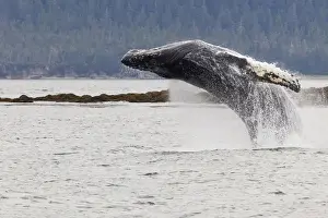 Whale Prints: USA, Alaska, Frederick Sound. Humpback whale lunges out of water