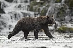 USA, Alaska, Freshwater Bay, Brown (Grizzly) Bear walking beneath waterfall while