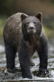 Freshwater Bay Prints: USA, Alaska, Freshwater Bay, Brown (Grizzly) Bear fishing for spawning Sockeye Salmon