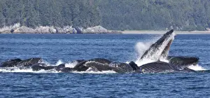 Images Dated 26th July 2012: USA, Alaska, Freshwater Bay. Humpback whales bubble net feeding