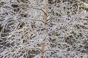 Frost Prints: USA, Alaska. Frost-covered tree limbs