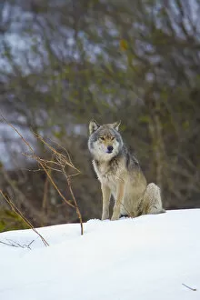 Images Dated 28th May 2007: USA, Alaska, Glacier Bay National Park. Wild wolf in Dundas bay
