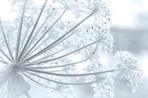 Images Dated 17th July 2012: USA, Alaska, Glacier Bay National Park. Close-up of cow parsnip in Bartlett Cove