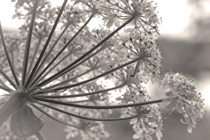 Images Dated 17th July 2012: USA, Alaska, Glacier Bay National Park. Close-up of cow parsnip in Bartlett Cove