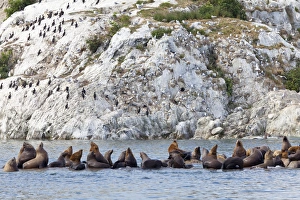 Images Dated 17th July 2011: USA, Alaska, Glacier Bay National Park