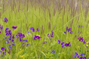 Images Dated 3rd July 2013: USA, Alaska, Glacier Bay National Park. Wildflowers in grassy meadow
