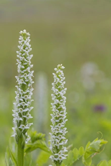 Images Dated 5th July 2013: USA, Alaska, Glacier Bay National Park. Close-up of white bog orchid