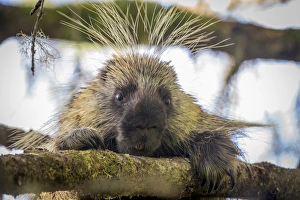 Images Dated 4th July 2013: USA, Alaska, Glacier Bay National Park. Close-up of porcupine in a tree. Credit as