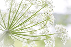 Images Dated 17th July 2012: USA, Alaska, Glacier Bay National Park. Close-up of cow parsnip in Bartlett Cove